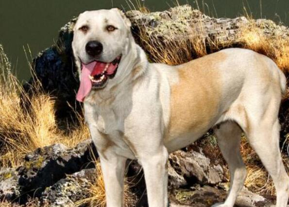 中亚牧羊犬适合家养吗