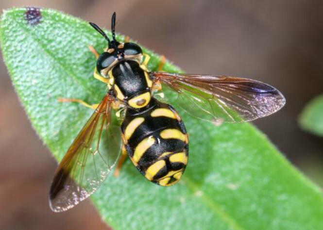 毒蜂种类有哪些
