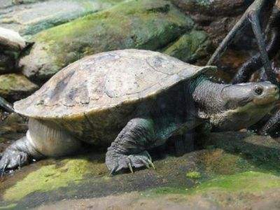 巨头蛇颈龟图片