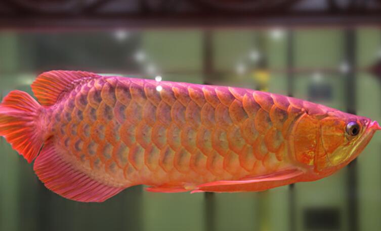 马来红龙鱼长大什么样图片