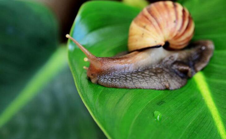 蜗牛喜欢吃什么叶子