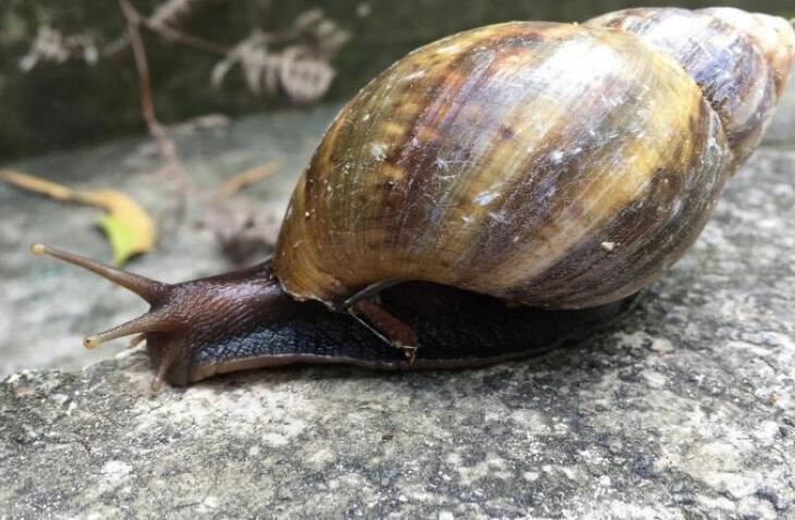 蜗牛眼睛长哪里