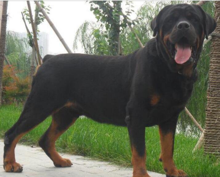 一,中国禁养的狗狗种类中国禁养的26种狗,拳师犬,杜宾犬,大丹犬