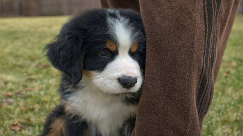 伯恩山犬為什麼養的少