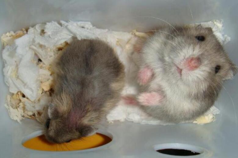 仓鼠侧躺抽搐怎么抢救