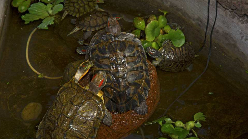 乌龟冬眠和死了区别图图片