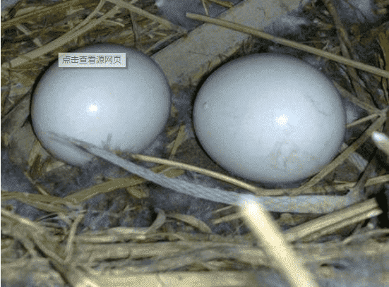 鸽蛋雌雄图片图片