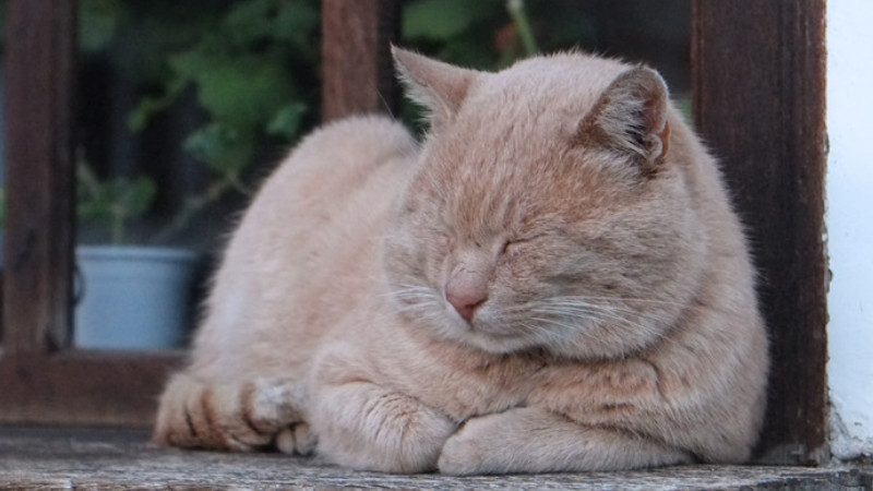 猫脱肛后较好的治疗方法 发条视频