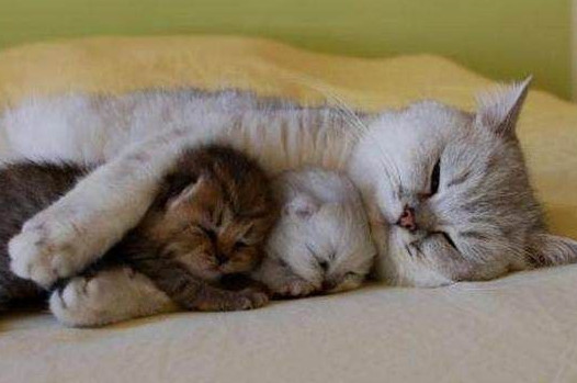猫妈妈会不会跟猫儿子生小猫