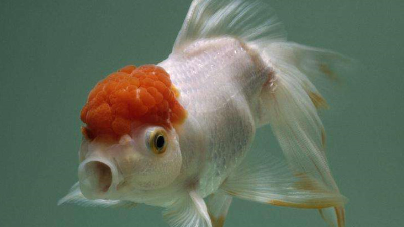 金鱼怎么养能活得久