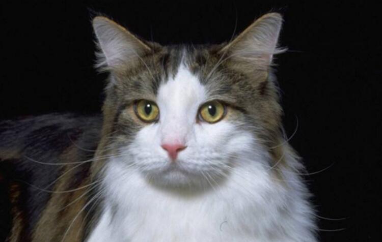 猫能吃西兰花吗 发条视频 猫能吃西兰花吗 发条视频