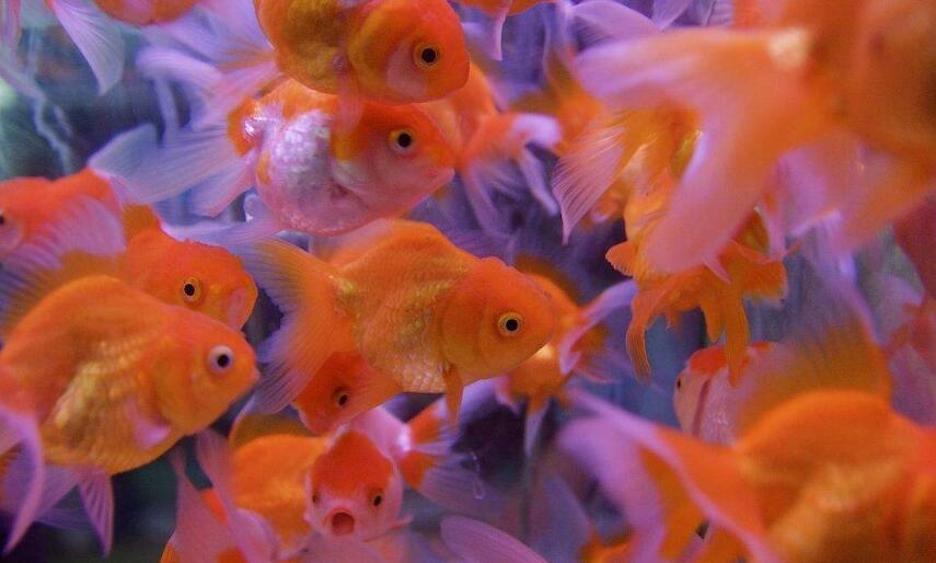 金鱼老是浮在水面呼吸的原因 发条视频