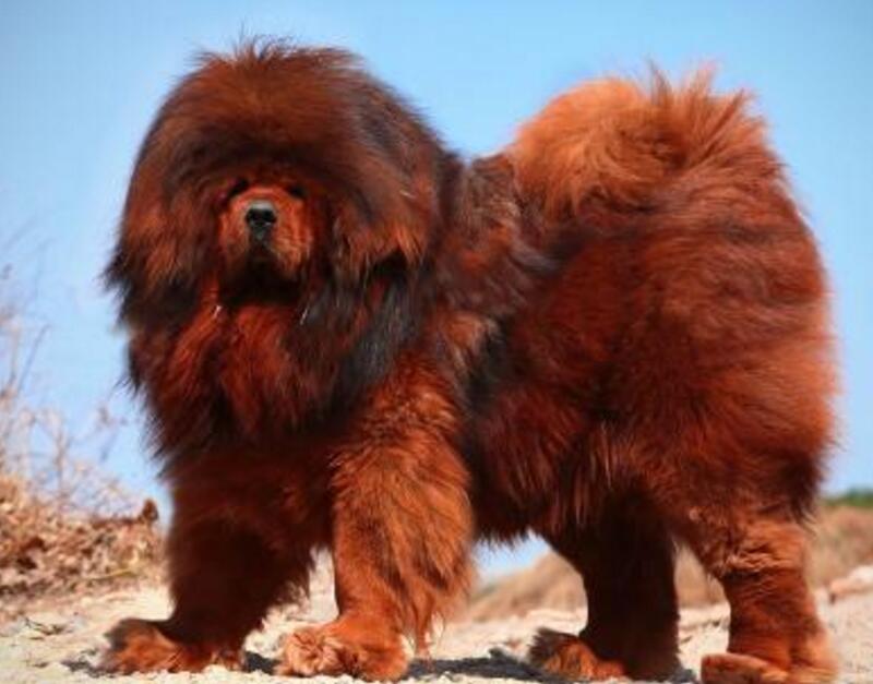 不单单是只有六种的,最主要是分为黄獒,黑獒,灰獒,铁包金藏獒,青狼獒