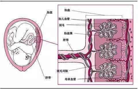 人的胎盘图片 解剖图图片