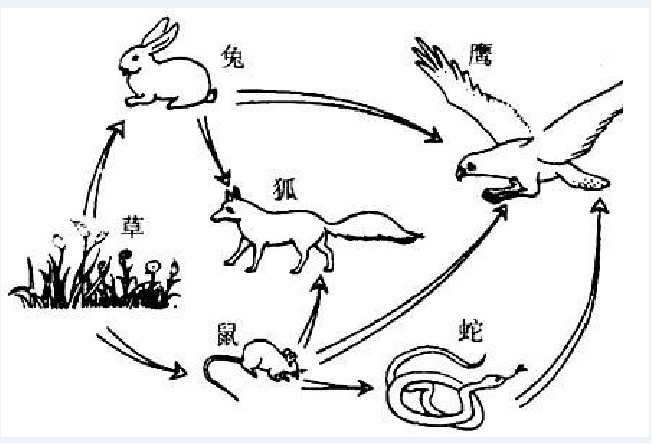 除了运动链之外我们还可以拓展一下大自然的生物链,食物链,开放链.