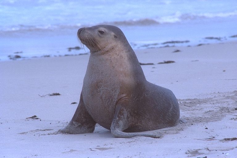 海象和海獅有什麼區別