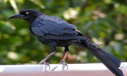 黑乌鸦进化图片