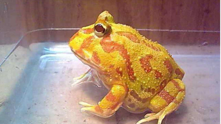 厄瓜多尔角蛙图片