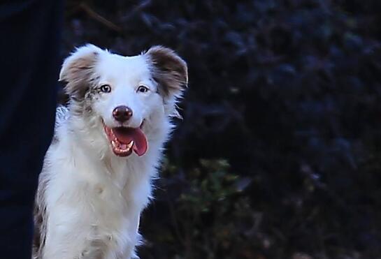 爱尔兰红白雪达犬图片