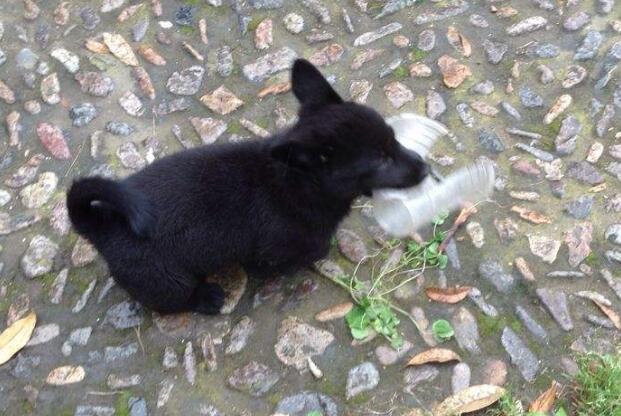 什么是西帕基犬幼犬