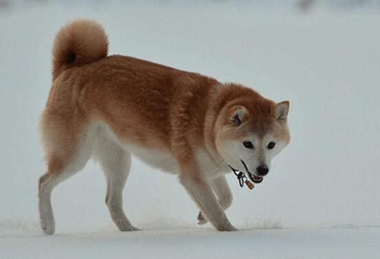 挪威犬布哈德图片