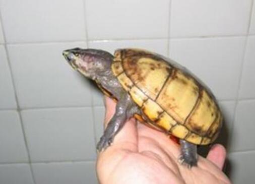 什么是阿拉莫泥龟
