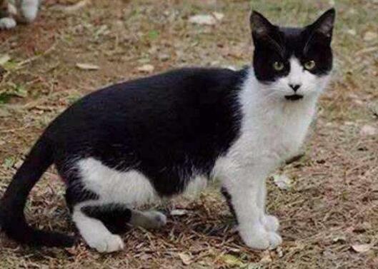 黑背白腹的猫图片