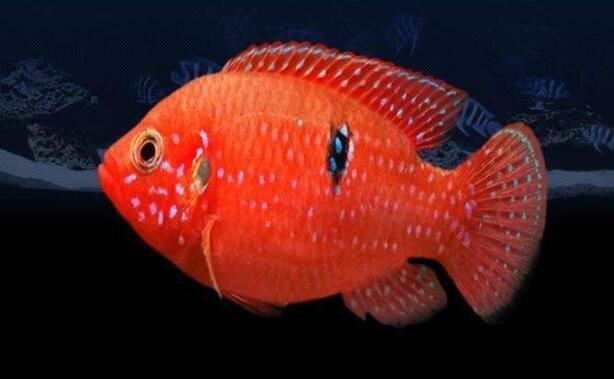 红宝石球鱼温度图片