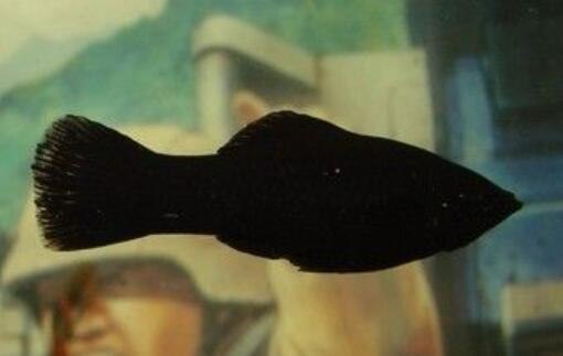 黑玛丽鱼怎么分公母