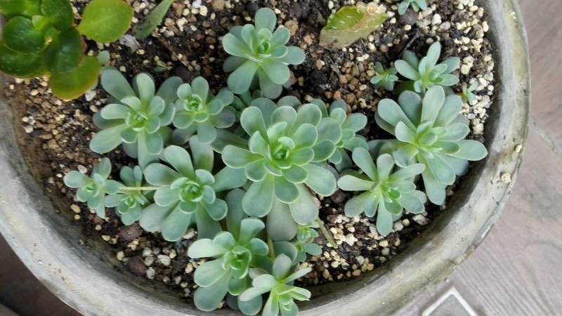 多肉植物子持莲华如何度夏 动植小镇