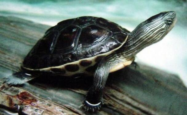 珍珠龟水温图片