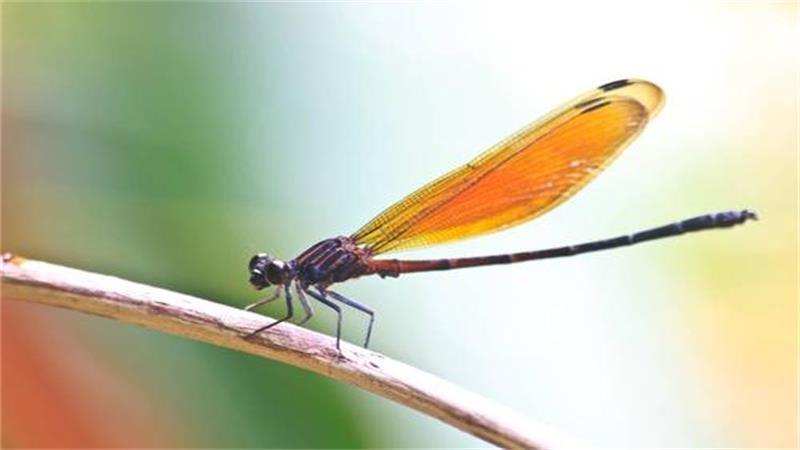 蜻蜓有毒吗 - 动植小镇
