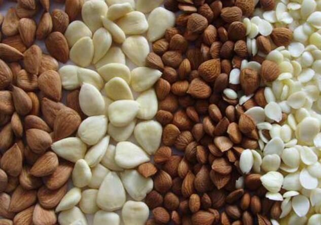 南杏仁和北杏仁的区别