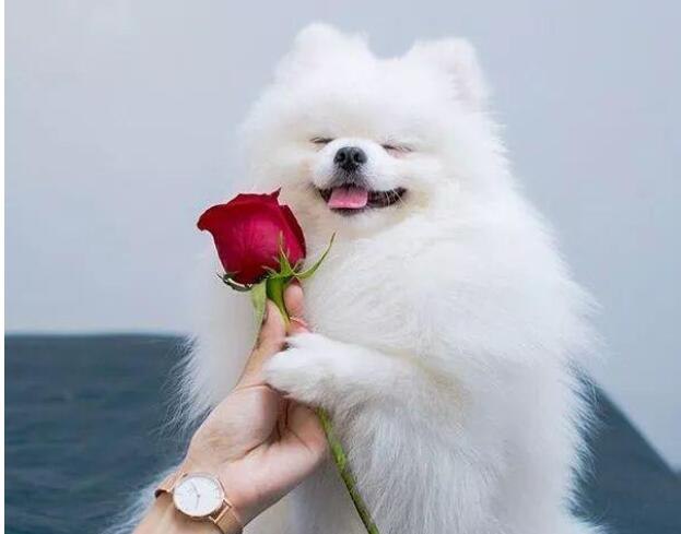蜱虫脑袋留狗狗身上有事吗