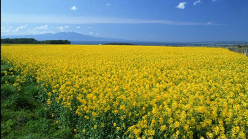 油菜花是春季开花吗