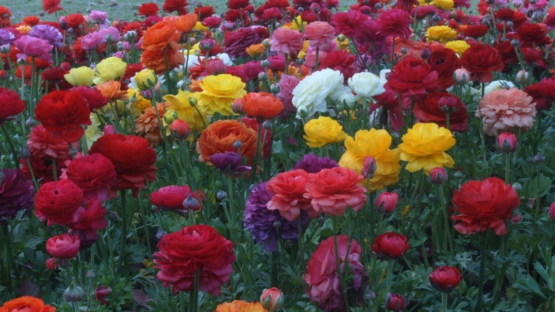 芹叶牡丹冬天能冻死吗