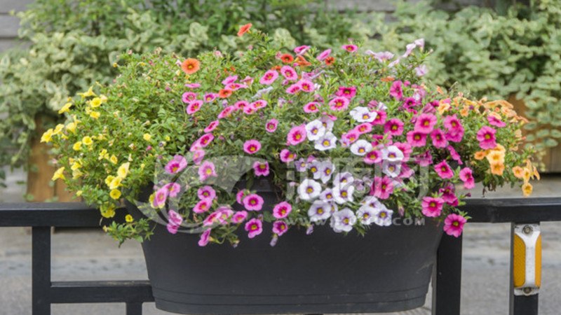 舞春花一年四季开花吗