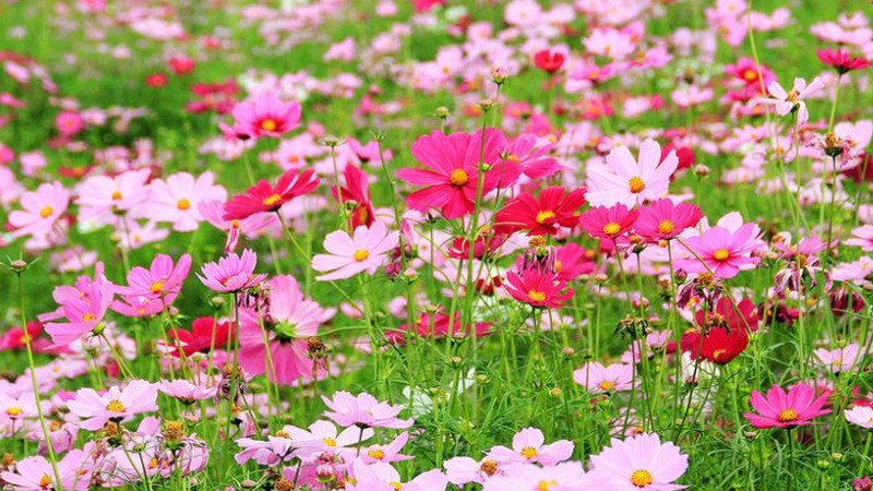 格桑花种子可以直接撒吗