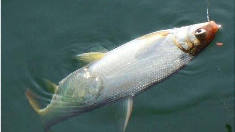 青尾鲴鱼钓法与选钓点