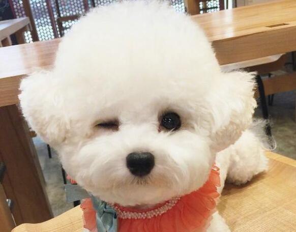 狗狗吃了芒果核会死吗