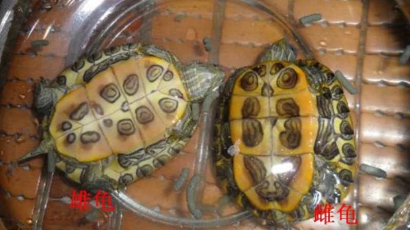 巴西龟从小到大图图片