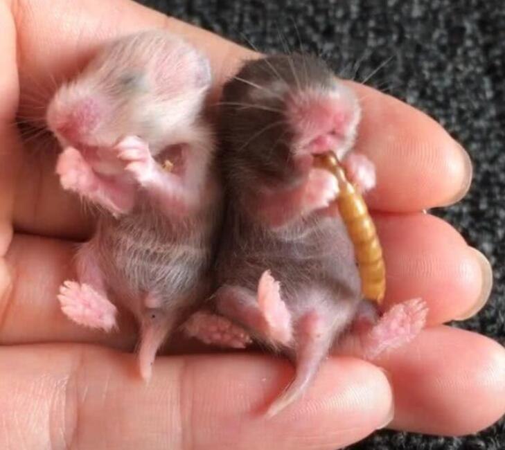 刚生下的仓鼠怎么处理
