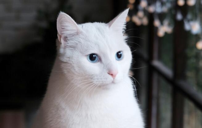 土猫有蓝眼睛的吗