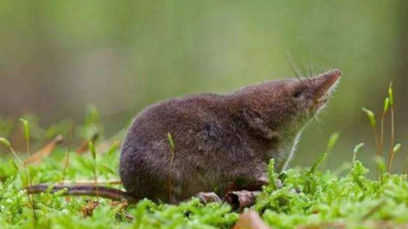 尖嘴老鼠是什么品种
