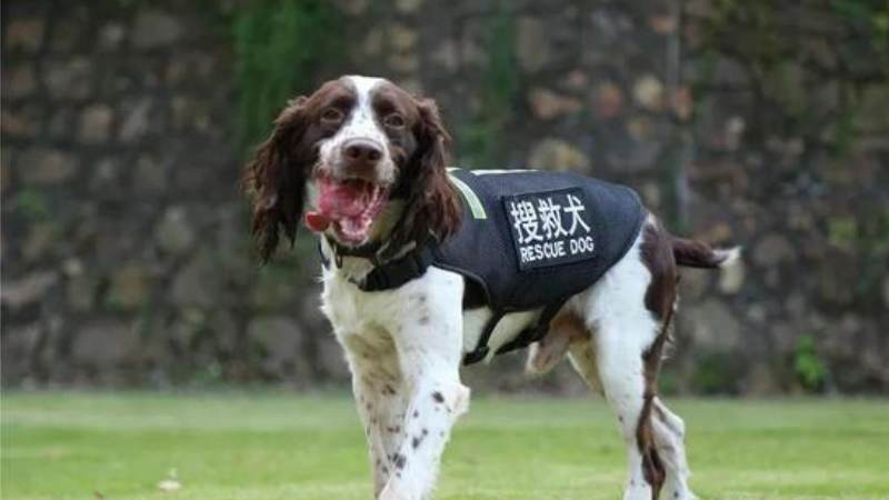 中国搜救犬品种图片