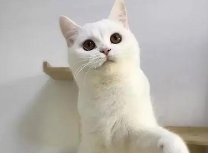 白色英短跟白色土猫的区别