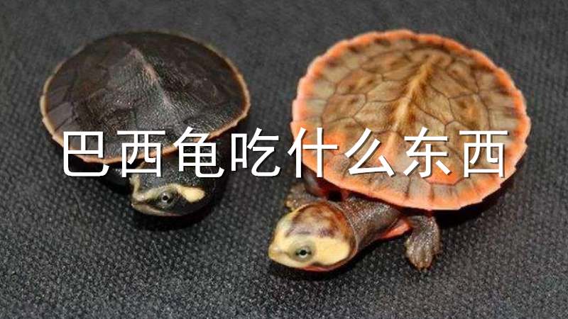 巴西龟吃什么东西