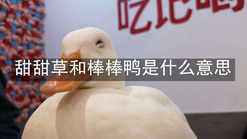 甜甜草和棒棒鸭是什么意思