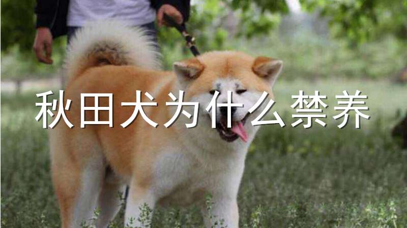 秋田犬为什么禁养 发条视频