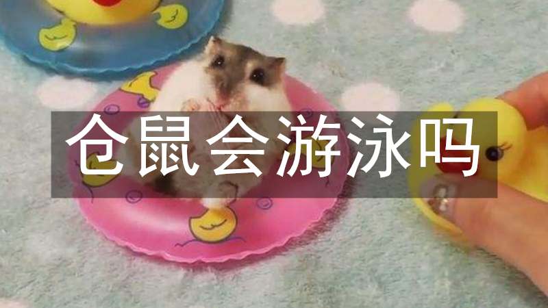 仓鼠会游泳吗